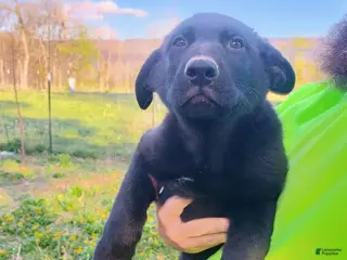 German Shepherd dogs German Shepherd Puppy 7 - Ad 13