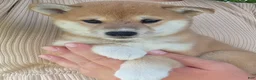 Shiba Inu dogs for sale: Freedom - Ad 11