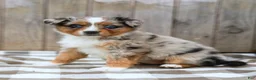 Australian Shepherd dogs for sale: Ranae - Ad 1