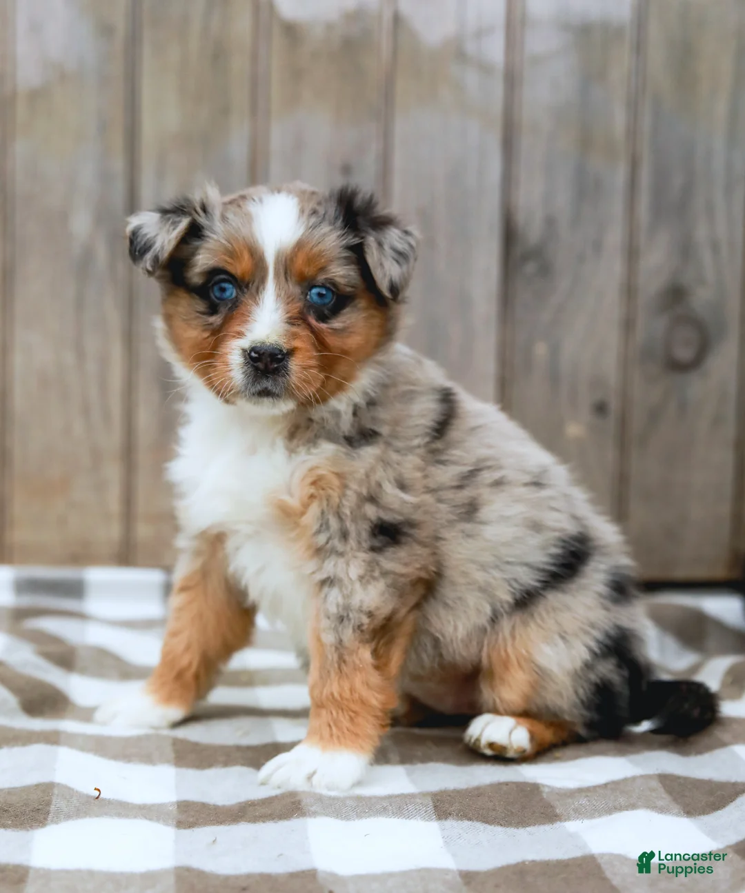 Australian Shepherd dogs for sale: Ranae - Ad 1