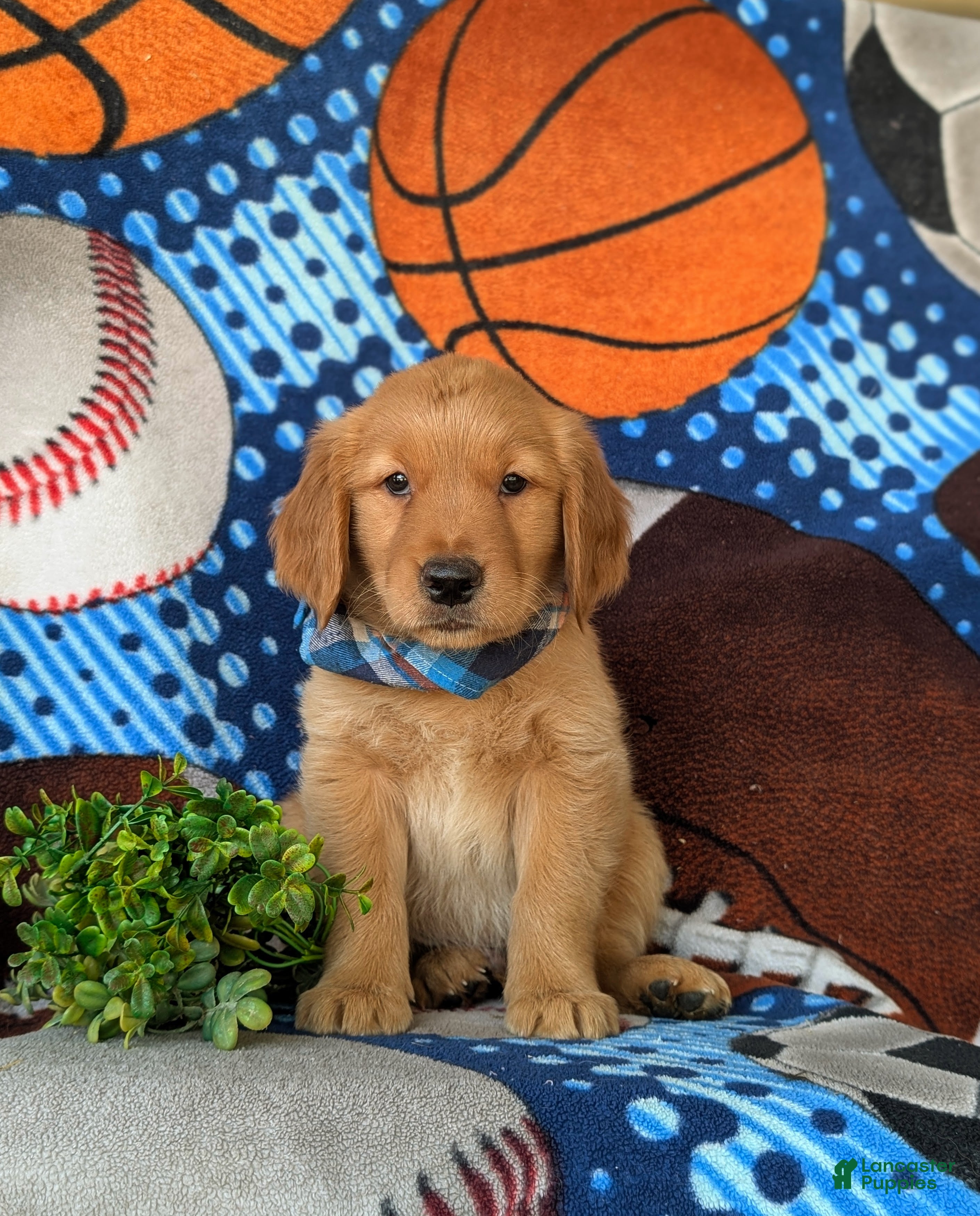 Golden Retriever dogs Codie - Ad 2