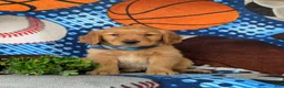 Golden Retriever dogs for sale: Codie - Ad 2