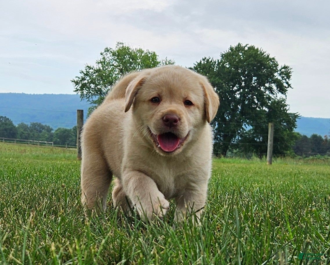 Labrador Retriever dogs penny - Ad 1