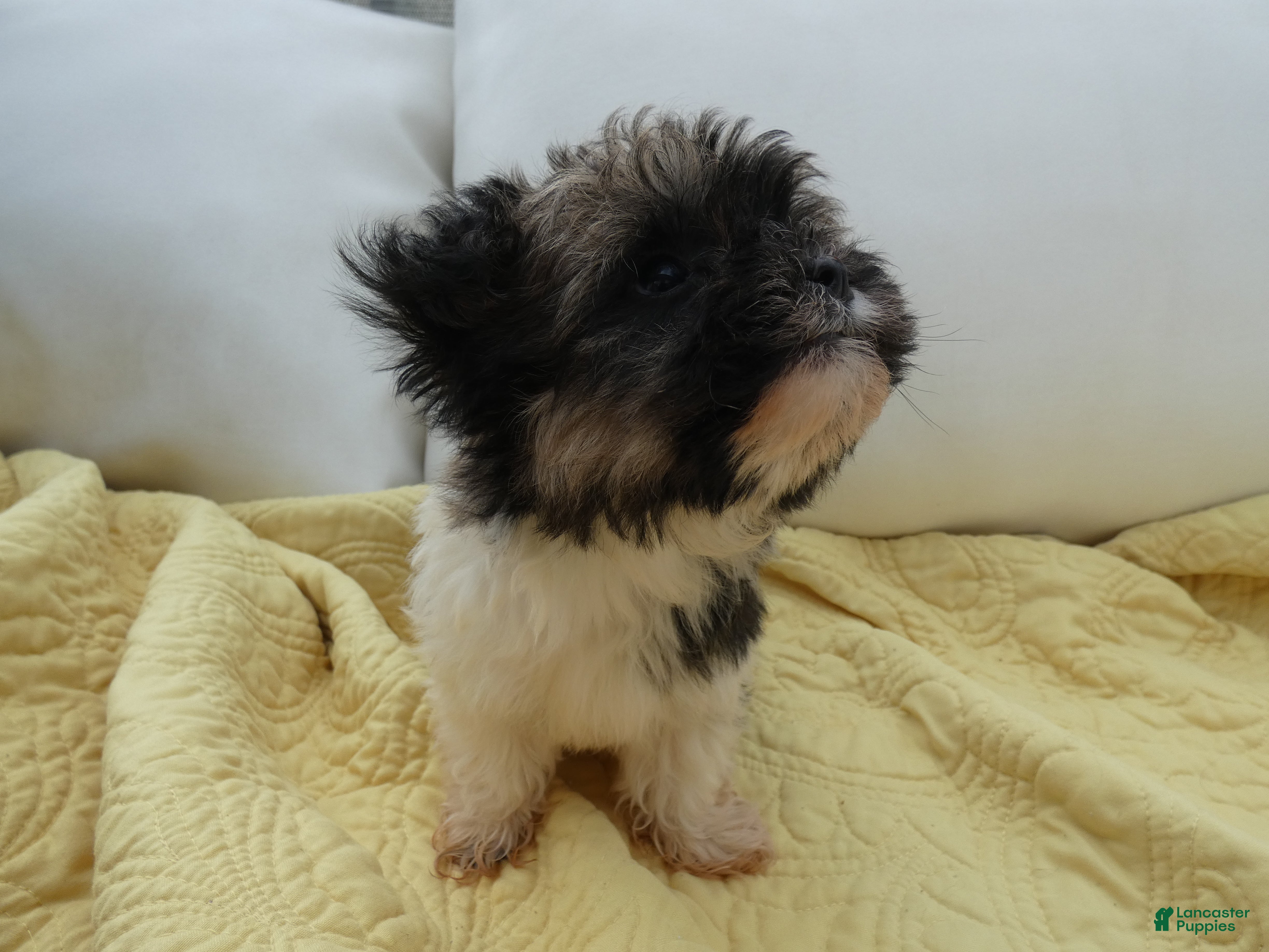 Havanese dogs Rocky-Male - Ad 1