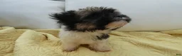 Havanese dogs for sale: Rocky-Male - Ad 1