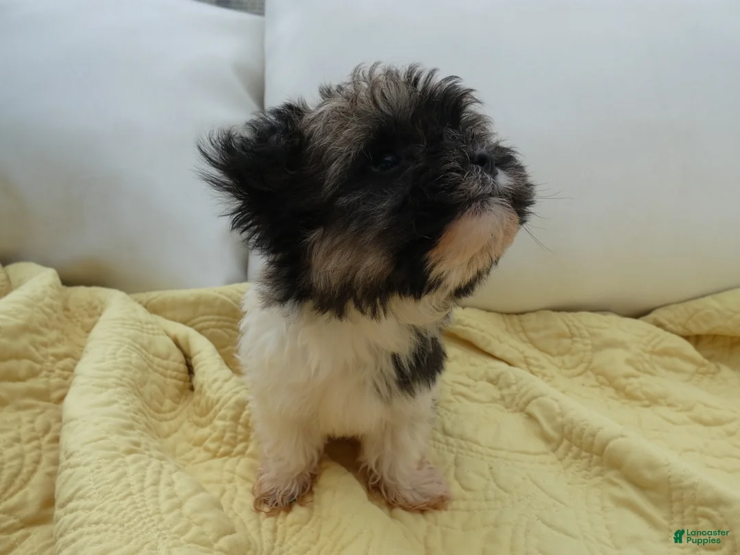 Havanese dogs for sale: Rocky-Male - Ad 1