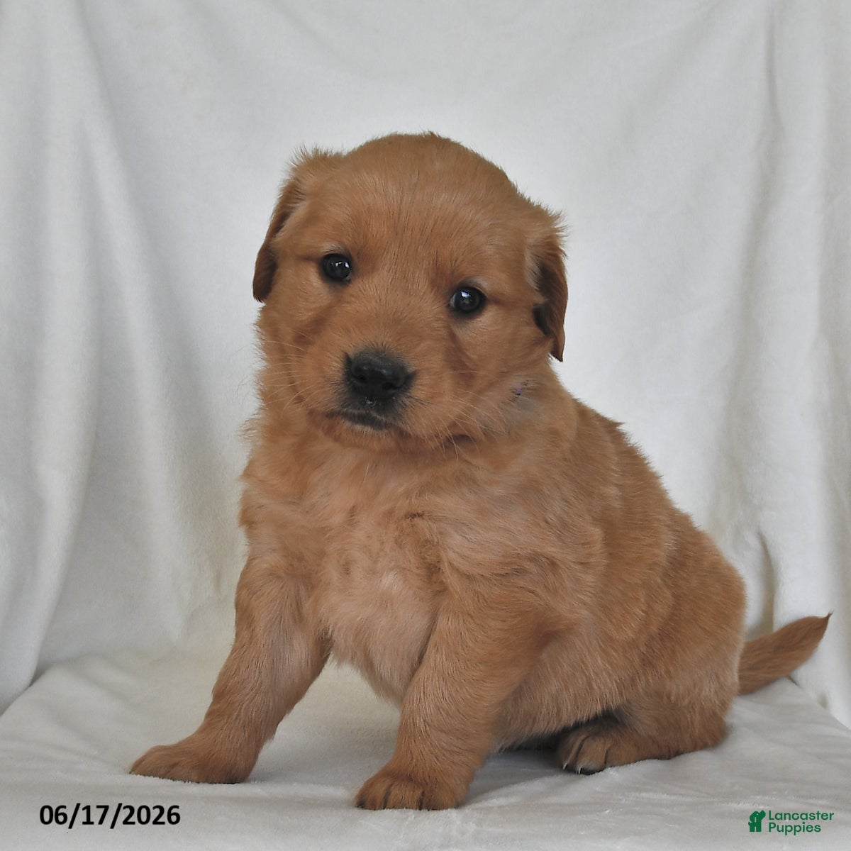 Golden Retriever dogs Dixie - Ad 2