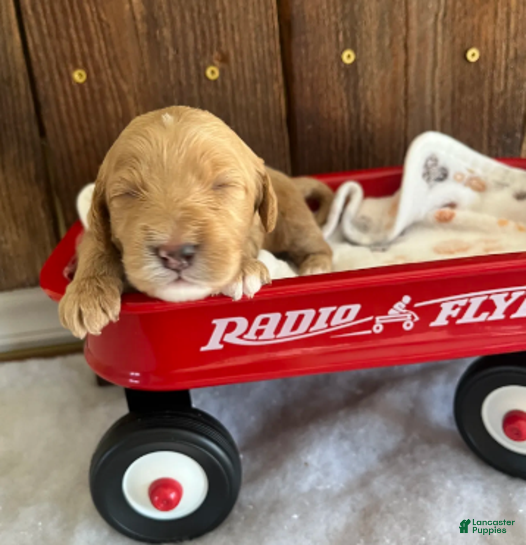 Mini Goldendoodle dogs for sale: Biscuit - Ad 4