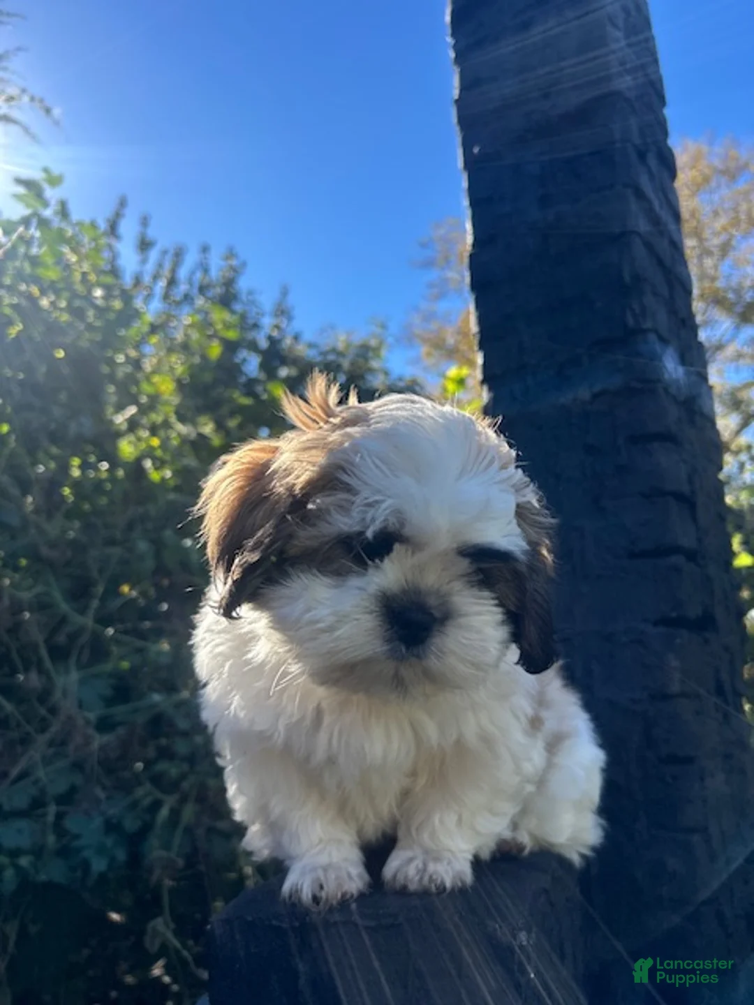 Shih Tzu dogs for sale: Shih Tzu 1 baby boy blue - Ad 1