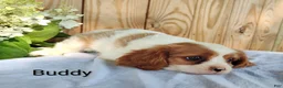 Cavalier King Charles Spaniel dogs for sale: Buddy - Ad 3