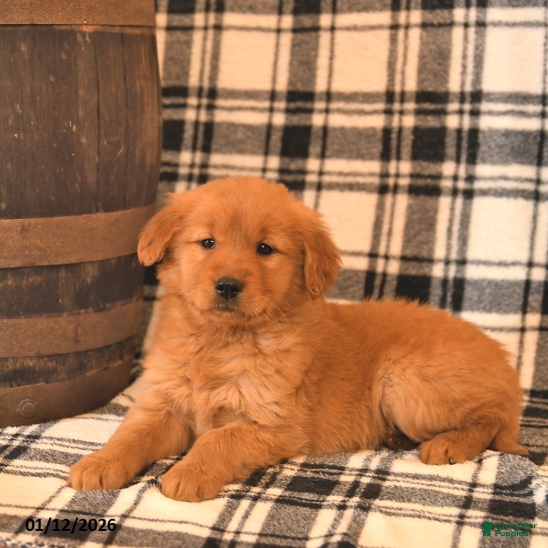 Golden Retriever dogs for sale: Velvet  - Ad 1
