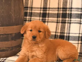 Golden Retriever dogs Velvet - Ad 11