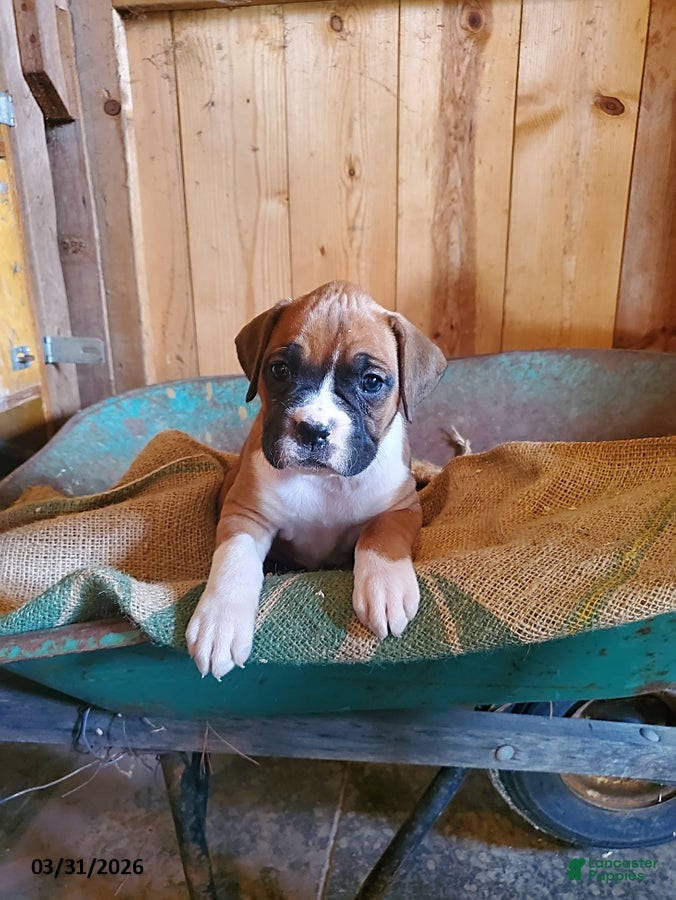 Boxer dogs Sally - Ad 8