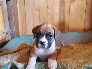 Boxer dogs Sally - Ad 8