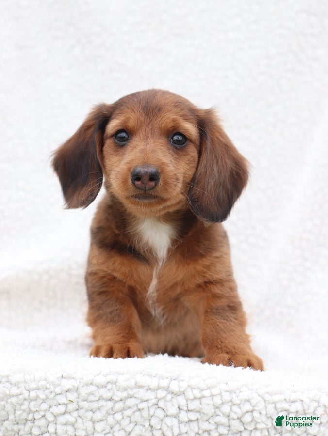 Miniature Dachshund dogs Paxter - Ad 2