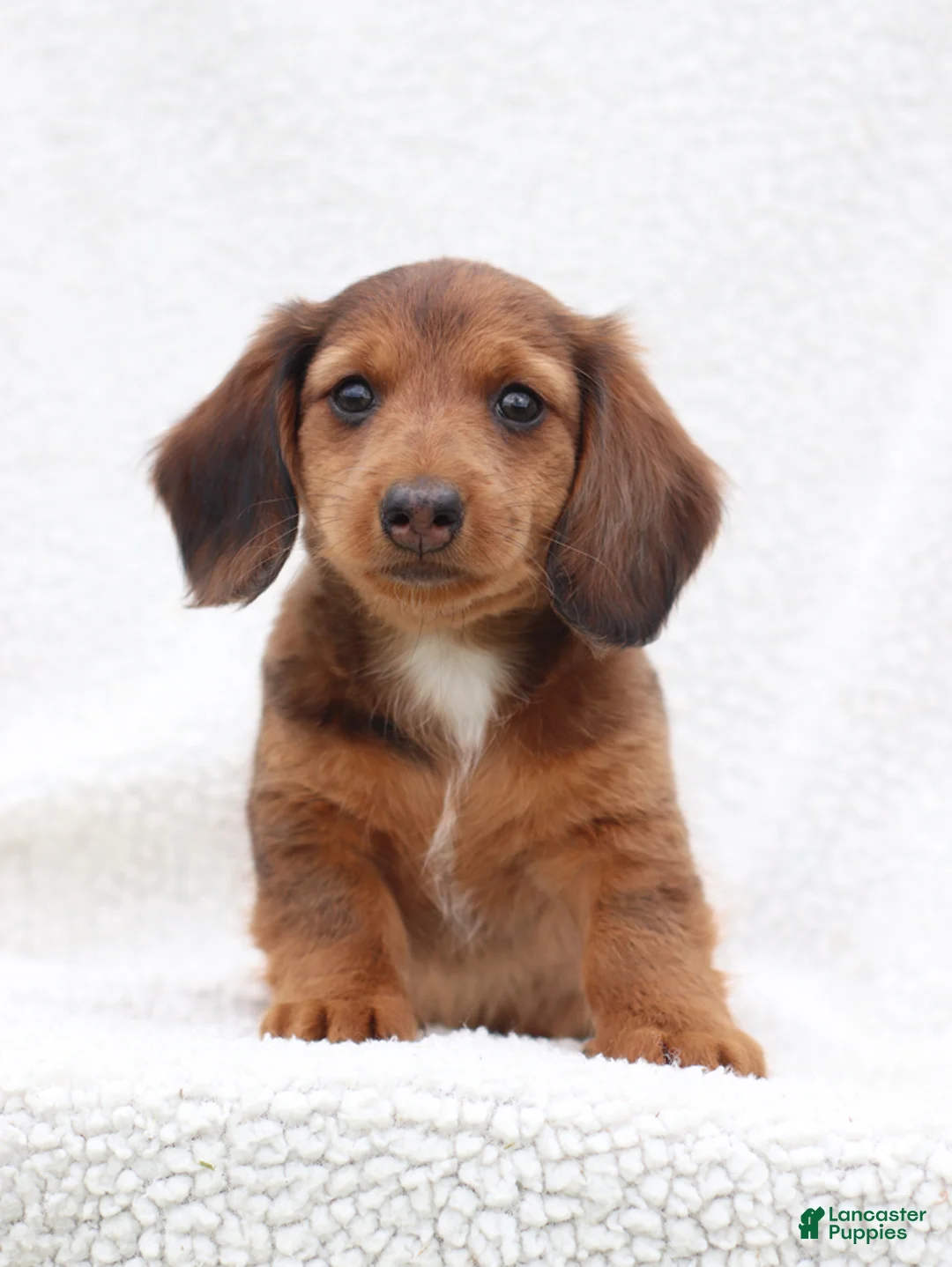 Miniature Dachshund dogs for sale: Paxter - Ad 2