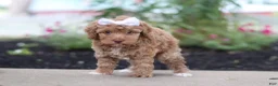 Cockapoo dogs for sale: Bella - Ad 4