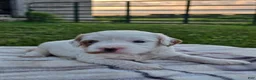 Cavapoo dogs for sale: Ice - Ad 1