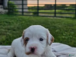 Cavapoo dogs Ice - Ad 23
