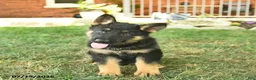 German Shepherd dogs for sale: Trooper  - Ad 3