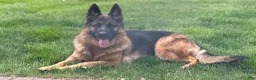 German Shepherd dogs for sale: German Shepherd Long Haired Female - Ad 7