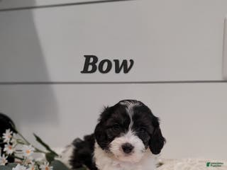 Cavapoo dogs Bow - Ad 40
