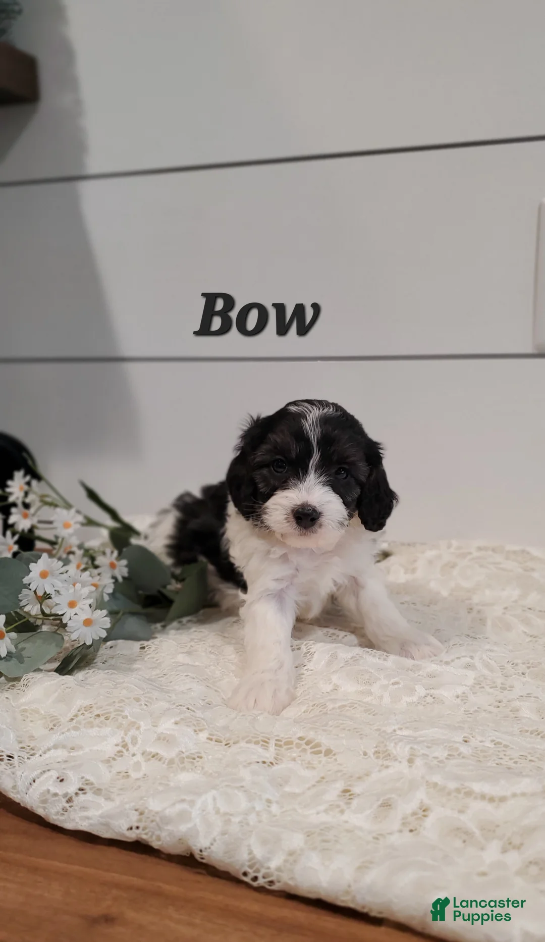 Cavapoo dogs for sale: Bow - Ad 1