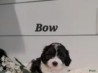 Cavapoo dogs Bow - Ad 22
