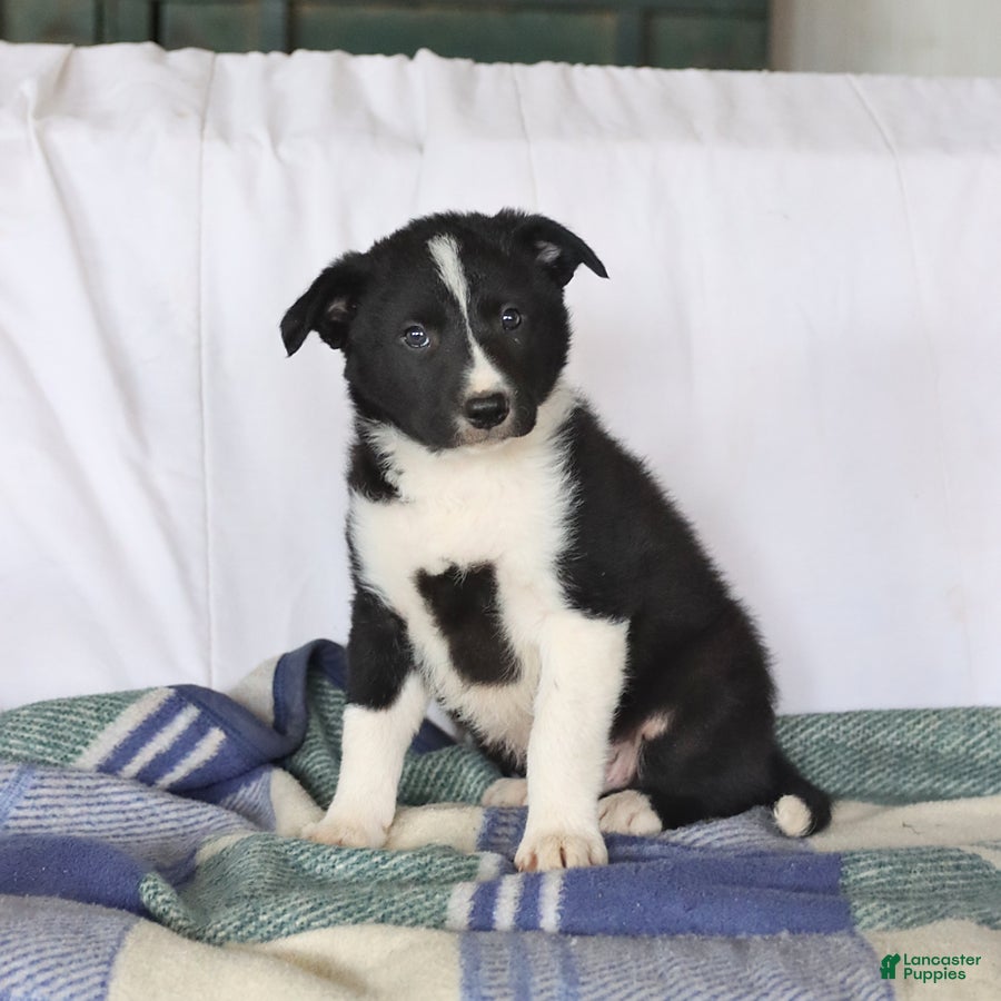 Border Collie dogs Dakota - Ad 2