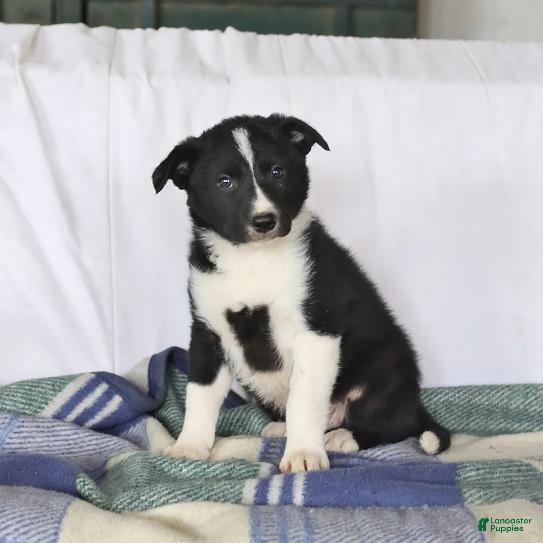 Border Collie dogs for sale: Dakota - Ad 2