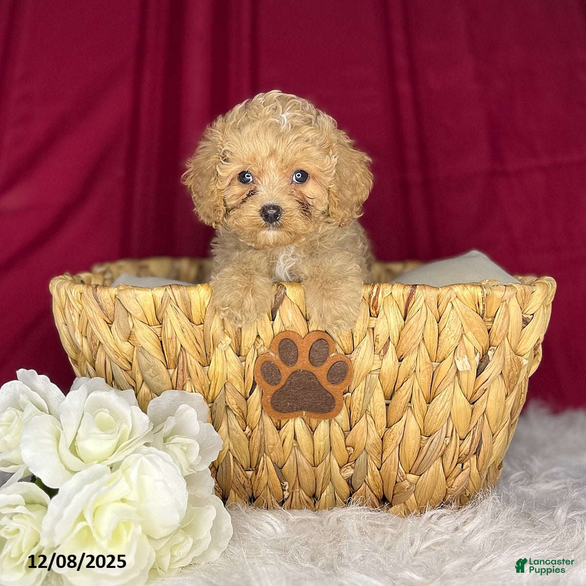 Cavapoochon dogs Jody - Ad 7