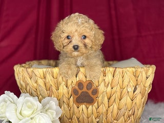 Cavapoochon dogs Jody - Ad 2