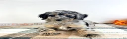 Bernedoodle dogs for sale: Harry - Ad 4
