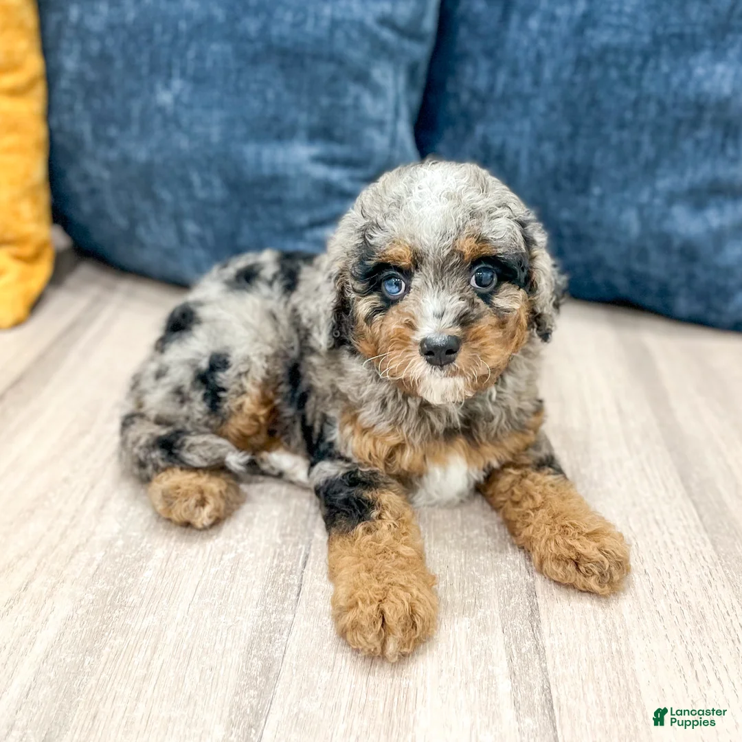 Cavapoo dogs for sale: Sue - Ad 2