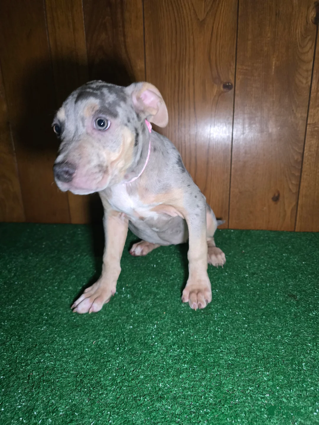 American Bully dogs for sale: Nova - Ad 1