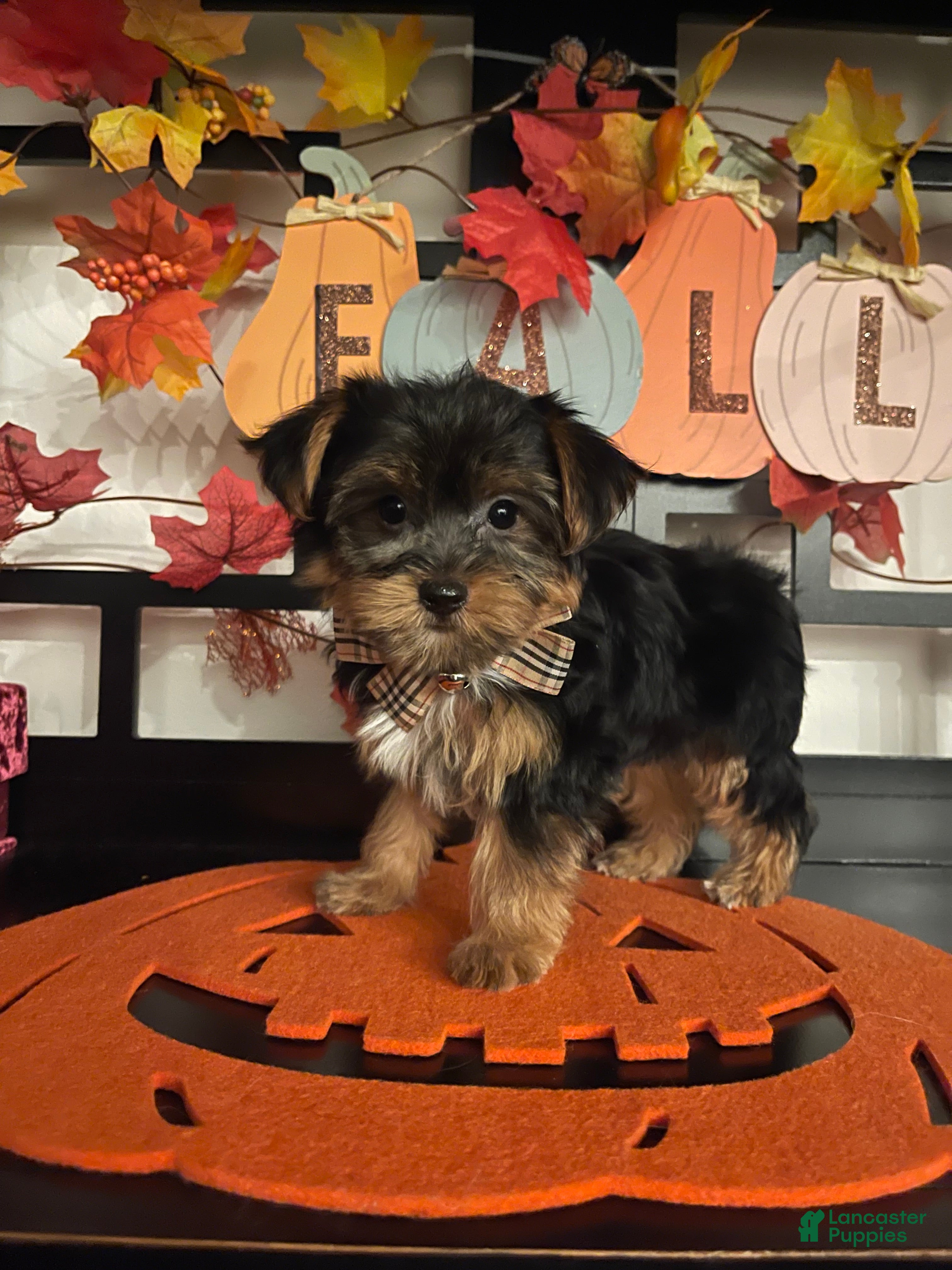 Yorkshire Terrier dogs Yorkshire Terrier 1 - Ad 1