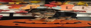Yorkshire Terrier 1