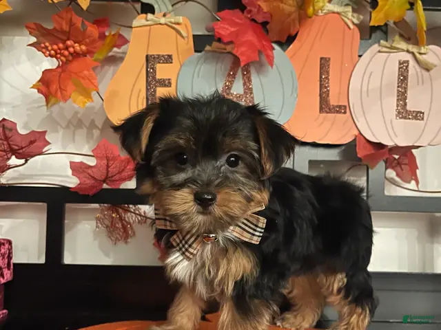 Yorkshire Terrier dogs for sale: Yorkshire Terrier 1 - Ad 1