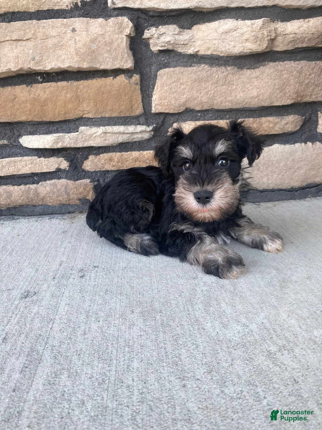 Gallery Image {{count}}