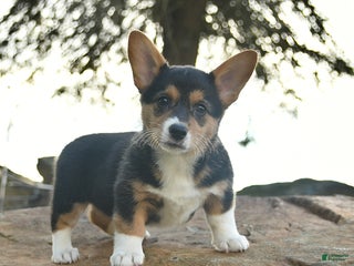 Welsh Corgi Pembroke dogs Rosemary - Ad 24