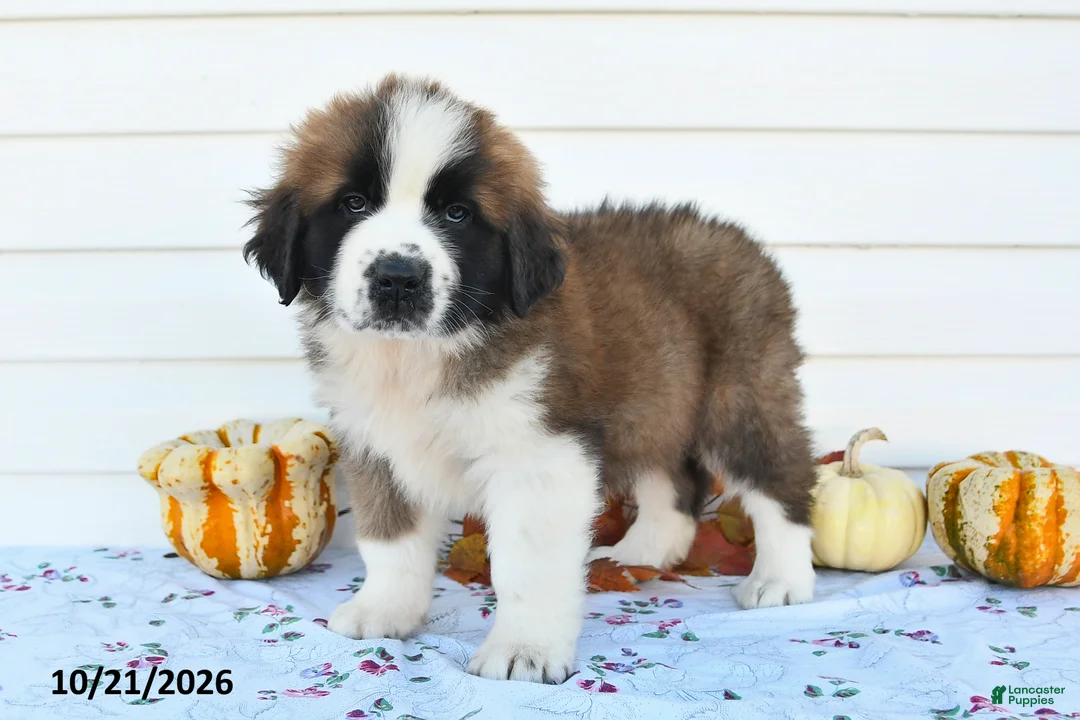 Saint Bernard dogs for sale: Captain - Ad 1