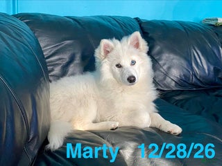 Pomsky dogs Marty - Ad 1