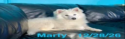 Pomsky dogs for sale: Marty - Ad 3