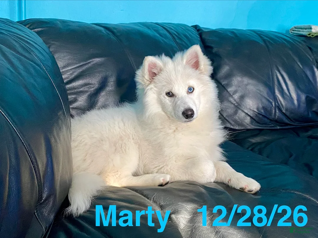 Pomsky dogs for sale: Marty - Ad 3