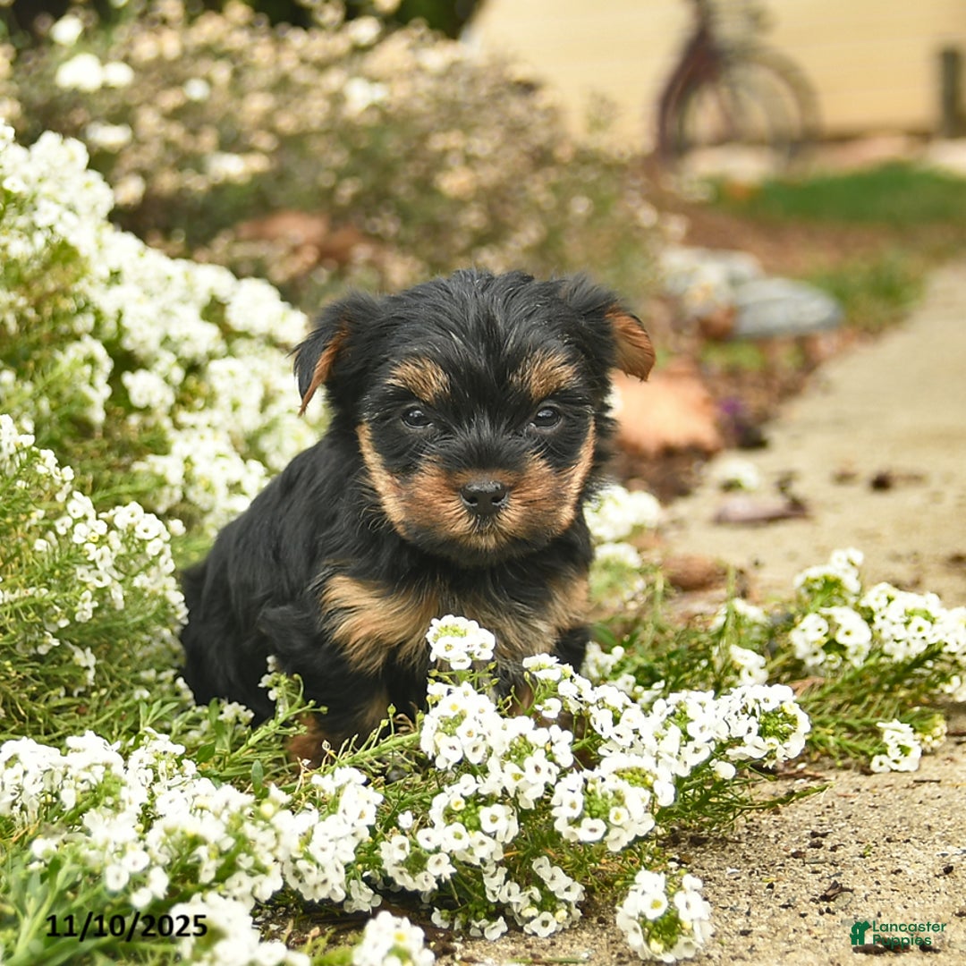 Yorkshire Terrier dogs for sale: Lola  - Ad 3