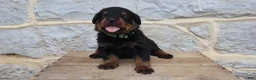 Rottweiler dogs for sale: Bardof - Ad 4