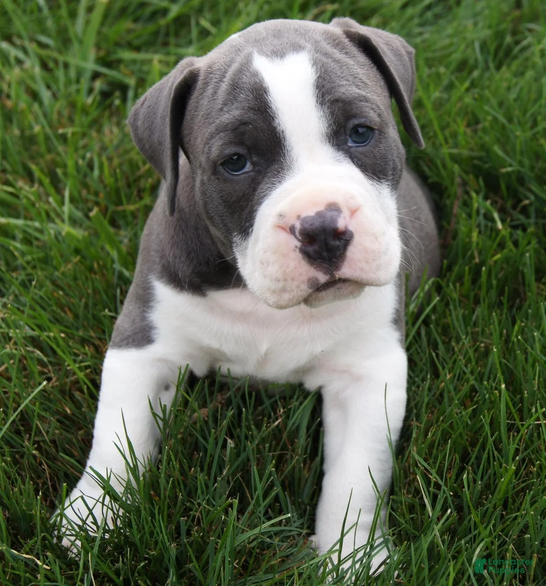 Olde English Bulldogge dogs for sale: Pepsi - Ad 2
