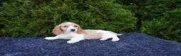 Miniature Dachshund dogs for sale: Brian - Ad 3