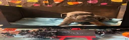 Cane Corso dogs for sale: Cane Corso 8 - Ad 3