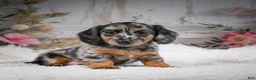 Miniature Dachshund dogs for sale: AKC-Brooklyn - Ad 14